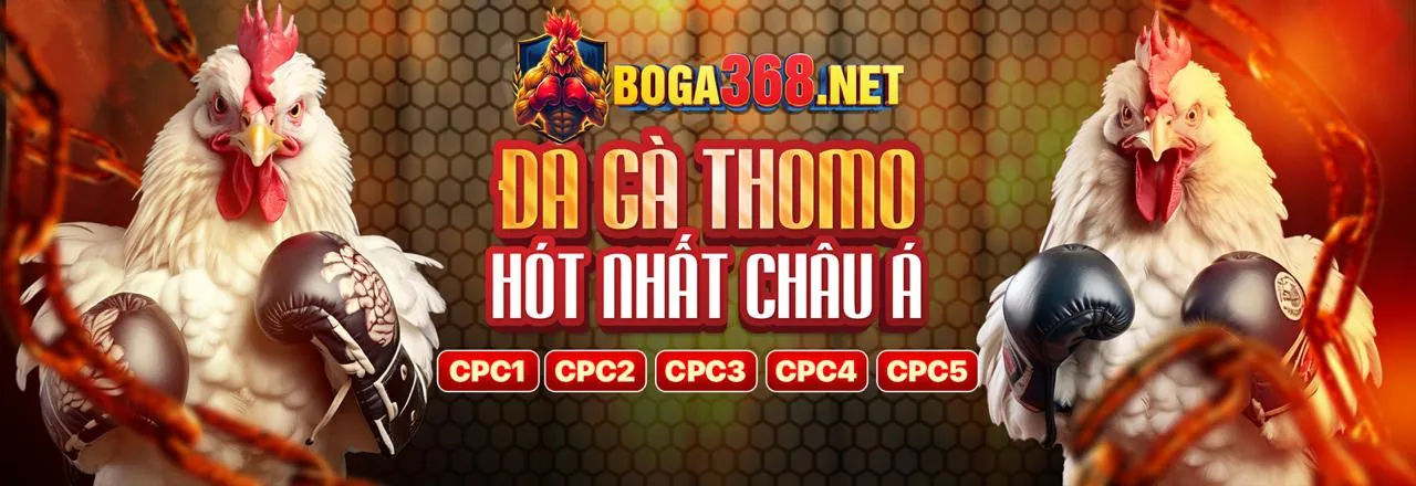 Sân vận động thể thao với các trận đấu đa gà trực tiếp